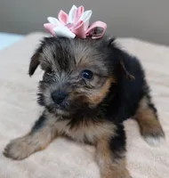 Teacup Bailey 1lb 3 ounces, a female Yorkshire Terrier for sale in Colcord, OK – 7 of 10