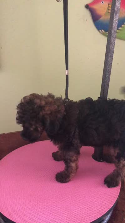 Lola, a female Poodle - Miniature  for sale in Colcord, OK – 10 of 10