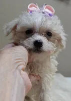 Olivia 1.4 lbs, a female Maltipoo for sale in Colcord, OK – 7 of 10
