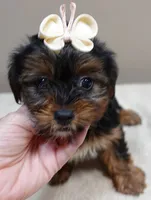 huge lover dog door trained , a female Yorkshire Terrier for sale in Colcord, OK – 7 of 10