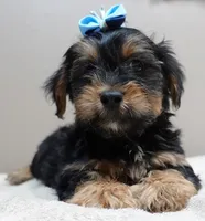 needs home 1, a male Yorkshire Terrier for sale in Colcord, OK – 4 of 10