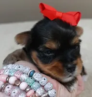 Peyton, a male Yorkshire Terrier for sale in Colcord, OK – 9 of 10