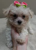 Teacup Maddie 1.3 lbs, a female Maltipoo for sale in Colcord, OK – 5 of 10