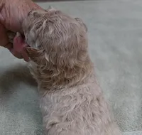 Fern , a female Maltipoo for sale in Colcord, OK – 9 of 10