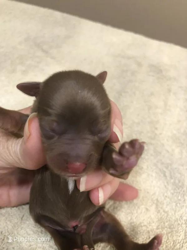 Samson – Yorkshire Terrier puppy for sale in Colcord, OK