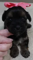 2nd chance, a female Yorkshire Terrier for sale in Colcord, OK – 4 of 5