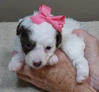 Maggie mae chocolate parti, a female Poodle - Toy  for sale in Colcord, OK – 3 of 10
