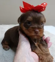 Samson, a male Yorkshire Terrier for sale in Colcord, OK – 5 of 10