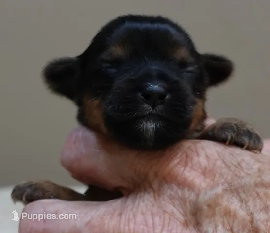 Tiny Daisy 7 1/4 ounces – Yorkshire Terrier puppy for sale in Colcord, OK