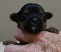 Tiny Daisy 7 1/4 ounces, a female Yorkshire Terrier for sale in Colcord, OK – 1 of 7