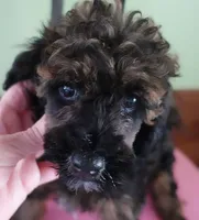 Lola, a female Poodle - Miniature  for sale in Colcord, OK – 4 of 10