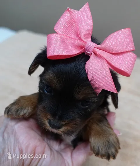 Bubbles – Yorkshire Terrier puppy for sale in Colcord, OK