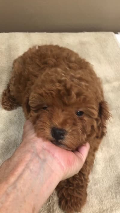 Deep Red, a male Poodle - Toy  for sale in Colcord, OK – 10 of 10