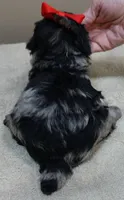 Mirlo rare blue merle, a male Poodle - Toy  for sale in Colcord, OK – 10 of 10