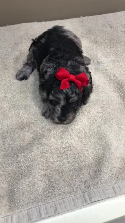 Mirlo rare blue merle, a male Poodle - Toy  for sale in Colcord, OK – 3 of 10