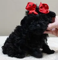 TEACUP Niko 1 lb 11 ozs, a male Maltipoo for sale in Colcord, OK – 2 of 10