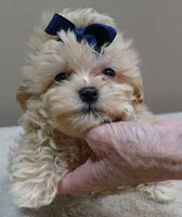 Harlan TEACUP 18 ounces, a male Maltipoo for sale in Colcord, OK – 3 of 10