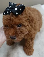 Deep Red, a male Poodle - Toy  for sale in Colcord, OK – 3 of 10