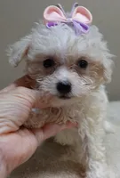 Olivia 1.4 lbs, a female Maltipoo for sale in Colcord, OK – 3 of 10