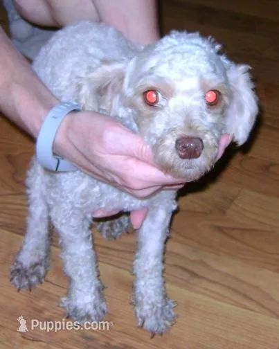 Mya – Poodle - Toy  puppy for sale in Colcord, OK