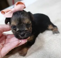 Teacup Bailey 12 ounces, a female Yorkshire Terrier for sale in Colcord, OK – 5 of 10