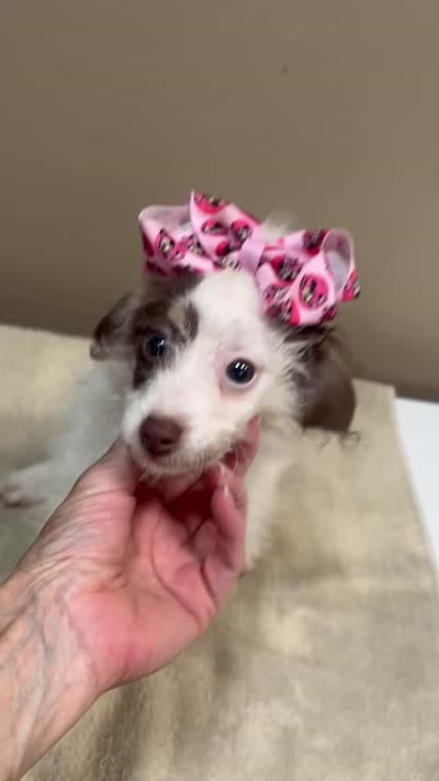 3 pounds 9/17, a female Poodle - Toy  for sale in Colcord, OK – 10 of 10