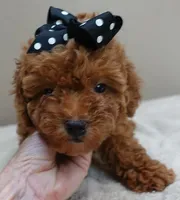 Deep Red, a male Poodle - Toy  for sale in Colcord, OK – 5 of 10