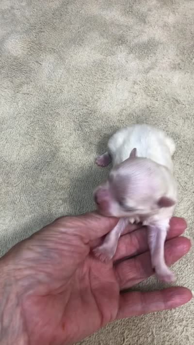 Kenobi, a male Maltese for sale in Colcord, OK – 10 of 10