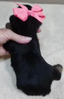 2nd chance, a female Yorkshire Terrier for sale in Colcord, OK – 5 of 5