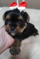 Moose, a male Yorkshire Terrier for sale in Colcord, OK – 3 of 10