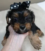 Peyton, a male Yorkshire Terrier for sale in Colcord, OK – 6 of 10