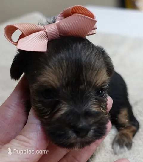 Teacup Bailey 12 ounces – Yorkshire Terrier puppy for sale in Colcord, OK