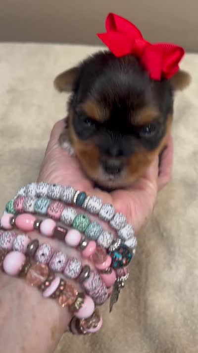 Peyton, a male Yorkshire Terrier for sale in Colcord, OK – 10 of 10