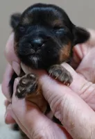 Tiny Daisy 7 1/4 ounces, a female Yorkshire Terrier for sale in Colcord, OK – 6 of 7