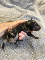 Milo, a male Poodle - Toy  for sale in Colcord, OK – 4 of 10