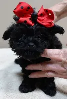 TEACUP Niko 1 lb 11 ozs, a male Maltipoo for sale in Colcord, OK – 9 of 10