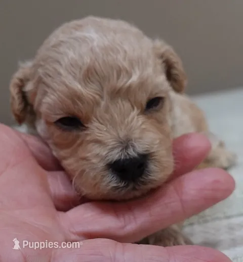 Echo – Maltipoo puppy for sale in Colcord, OK