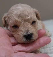 Echo, a male Maltipoo for sale in Colcord, OK – 1 of 10