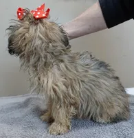 male sale 4 , a male Maltipoo for sale in Colcord, OK – Photo 6 of 10