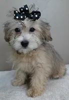 rare sable...visits nursing home, a male Maltipoo for sale in Colcord, OK – Photo 8 of 10
