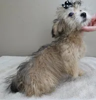 rare sable...visits nursing home, a male Maltipoo for sale in Colcord, OK – Photo 5 of 10