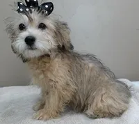 rare sable...visits nursing home, a male Maltipoo for sale in Colcord, OK – Photo 4 of 10
