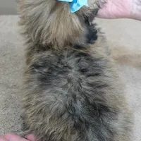 male sale 6 HALF PRICE, a male Maltipoo for sale in Colcord, OK – Photo 10 of 10