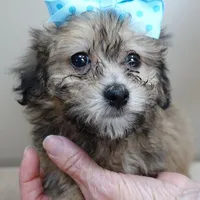 male sale 6 HALF PRICE, a male Maltipoo for sale in Colcord, OK – Photo 9 of 10