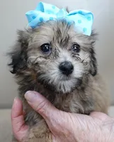 River, a male Maltipoo for sale in Colcord, OK – Photo 9 of 10