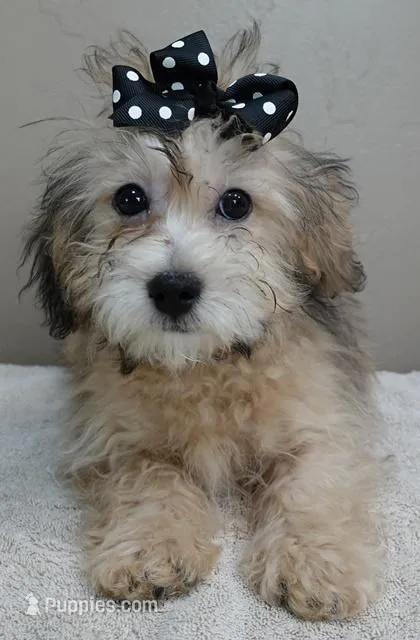 little fox rare sable – Maltipoo puppy for sale in Colcord, OK