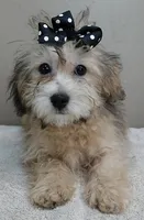 rare sable...visits nursing home, a male Maltipoo for sale in Colcord, OK – Photo 1 of 10