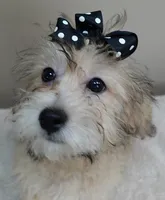 rare sable...visits nursing home, a male Maltipoo for sale in Colcord, OK – Photo 7 of 10