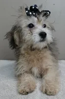 rare sable...visits nursing home, a male Maltipoo for sale in Colcord, OK – Photo 2 of 10