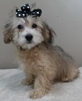 rare sable...visits nursing home, a male Maltipoo for sale in Colcord, OK – Photo 9 of 10